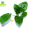 Anubias barteri "feuille large"