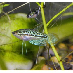 Gourami grogneur nain - Trichopsis pumila