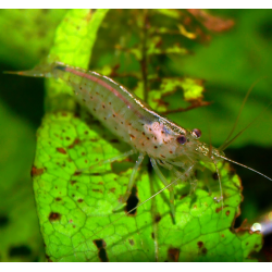 Crevette Amano - japonica - Caridina multidentata