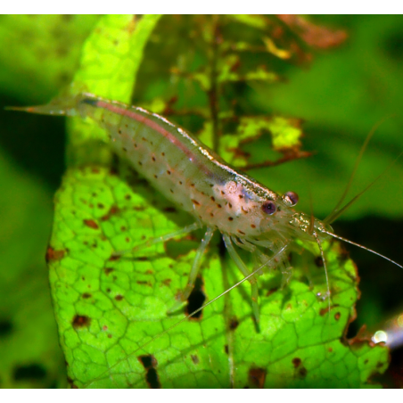 Crevette Amano - japonica - Caridina multidentata