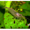 Crevette Amano - japonica - Caridina multidentata