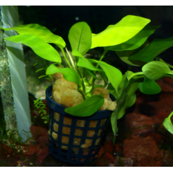 pot 5 cm