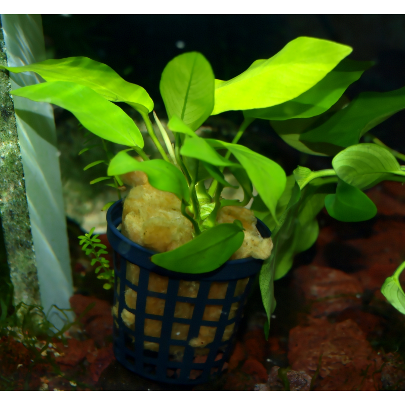 pot 5 cm