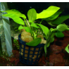 pot 5 cm