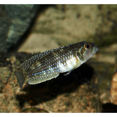 Lamprologus meleagris