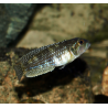Lamprologus meleagris