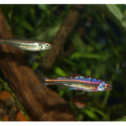 Notropis chrosomus
