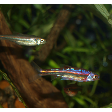 Notropis chrosomus