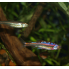 Notropis chrosomus