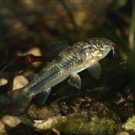 Aspidoras spilotus - Aspidoras menezesi - Aspidoras raimundi