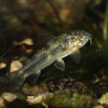 Aspidoras spilotus - Aspidoras menezesi - Aspidoras raimundi