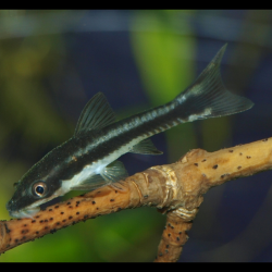 Otocinclus vittatus