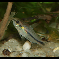 Cory pygmée - Gastrodermus pygmaeus - Corydoras pygmaeus - Caracha