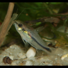 Cory pygmée - Gastrodermus pygmaeus - Corydoras pygmaeus - Caracha