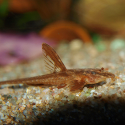 Acari-cachimbo - Rineloricaria lanceolata - Oscar le poisson