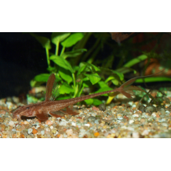 Acari-cachimbo - Rineloricaria lanceolata - Oscar le poisson