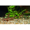 Acari-cachimbo - Rineloricaria lanceolata - Oscar le poisson