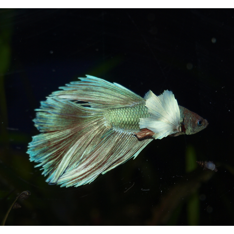 Combattant super delta big ears - Betta splendens