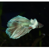 Combattant super delta big ears - Betta splendens