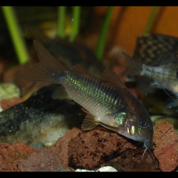 Cory bronze - Osteogaster aenea - Corydoras aeneus - Oscar le poisson