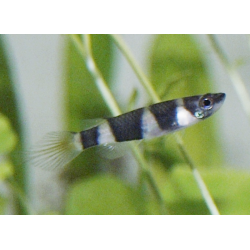 Femelle