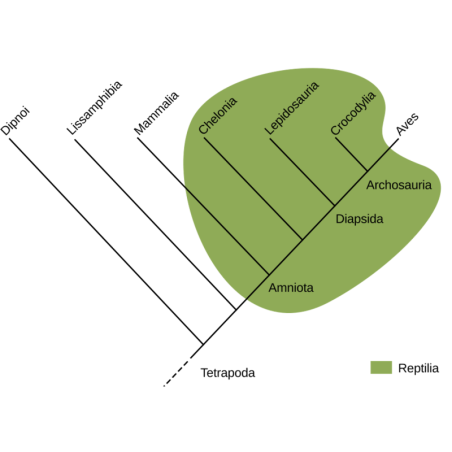 paraphylétique
