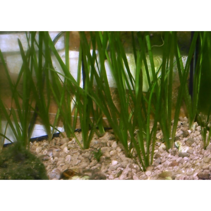 Vallisneria spiralis