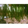 Vallisneria spiralis