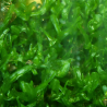 Varech d'eau douce -  Monosolenium tenerum - Oscar le poisson