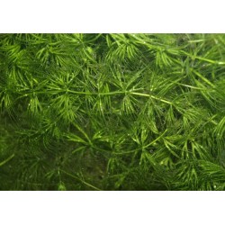 Ceratophyllum demersum