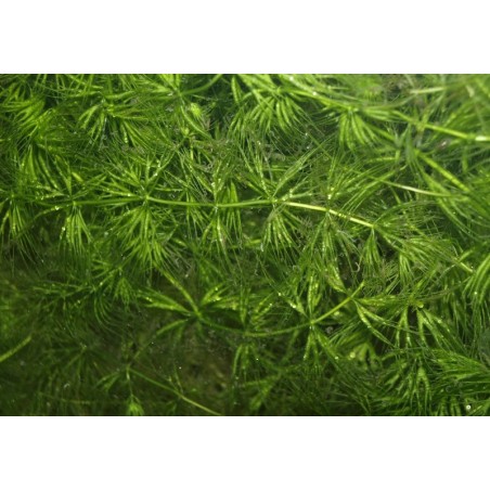 Ceratophyllum demersum