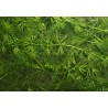 Ceratophyllum demersum
