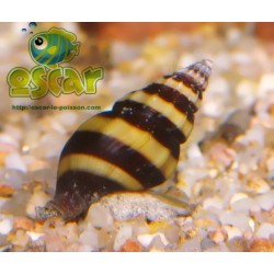Escargit tigre - Anentome helena