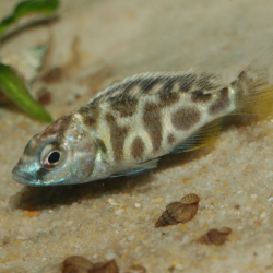 Nimbochromis venustus