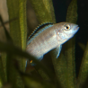 Labidochromis caeruleus white - Oscar le poisson près de Poitiers