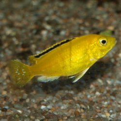 Labidochromis caeruleus Kakusa - Cichlidé du Malawi - Oscar le poisson