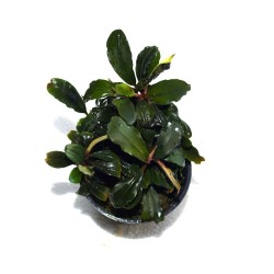 Bucephalandra Godzilla - Bucephalandra Kedagang red