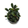 Bucephalandra Godzilla - Bucephalandra Kedagang red