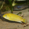Labidochromis caeruleus Kakusa - Cichlidé du Malawi - Oscar le poisson