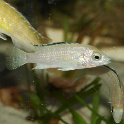 Labidochromis caeruleus white - Oscar le poisson près de Poitiers