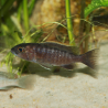 Sciaenochromis fryeri snow white - Haplochromis ahli - Oscar le poisson
