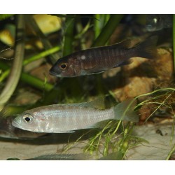 Sciaenochromis fryeri snow white - Haplochromis ahli - Oscar le poisson