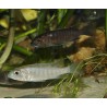 Sciaenochromis fryeri snow white - Haplochromis ahli - Oscar le poisson