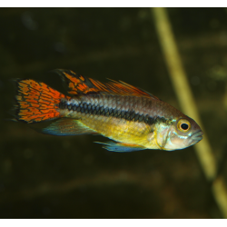 Cichlidé perroquet nain - Apistogramma cacatuoides double rouge