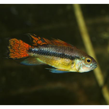 Cichlidé perroquet nain - Apistogramma cacatuoides double rouge