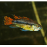 Cichlidé perroquet nain - Apistogramma cacatuoides double rouge