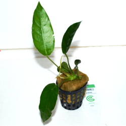 Anubias sp. "short and sharp" - Oscar le poisson près de Poitiers