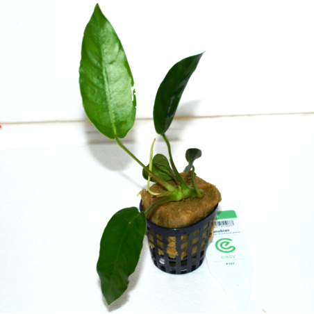 Anubias sp. "short and sharp" - Oscar le poisson près de Poitiers