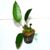 Anubias sp. "short and sharp" - Oscar le poisson près de Poitiers