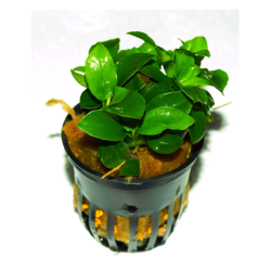 Pot 5 cm
